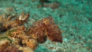 0884_blue-ringed octopus camouflage