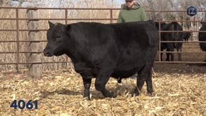 Lot #4061 - LZ EDGE OF GLORY 4061