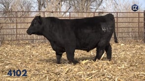 Lot #4102 - LZ EXCLUSIVE 4102