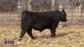 Lot #4110 - LZ EDGE OF GLORY 4110