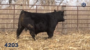 Lot #4203 - LZ EDGE OF GLORY 4203