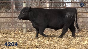 Lot #4204 - LZ EDGE OF GLORY 4204