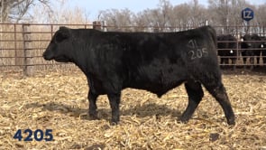 Lot #4205 - LZ RAINMAKER 9723 4205