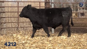 Lot #4212 - LZ EXCLUSIVE 4212