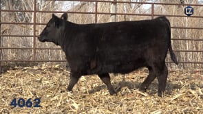 Lot #4062 - LZ EILEENMERE PRIDE 4062