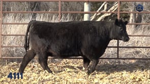 Lot #4111 - LZ EILEENMERE PRIDE 4111
