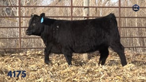 Lot #4175 - LZL EBONY'S PIPER 4175