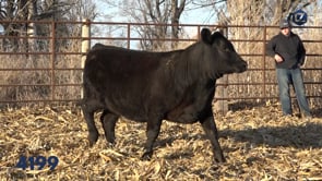 Lot #4199 - LZ EILEENMERE PRIDE 4199
