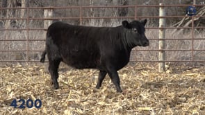 Lot #4200 - LZ EILEENMERE PRIDE 4200