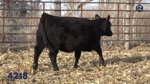 Lot #4218 - LZ EILEENMERE PRIDE 4218