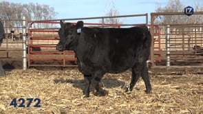 Lot #4272 - LZ EILEENMERE PRIDE 4272