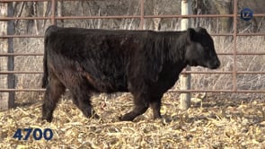 Lot #4700 - LZL BRILLIANCE 4700