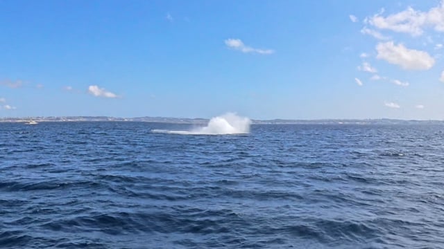 kujira010