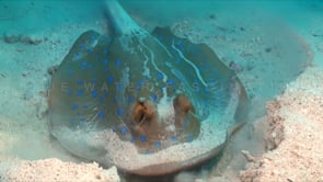 0271_blue spotted ribbontail ray digging in sand
