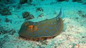 0272_blue spotted ribbontail ray