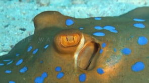 0273_blue spotted ribbontail ray eye