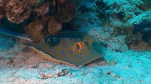 0274_blue ribbontail ray on sand