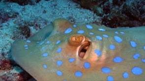 0964_blue spotted ribbontail ray close up