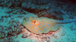 0965_blue spotted ribbontail ray swimming over reef