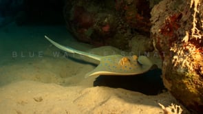 1811_blue spotted ribbontail ray swimming over sand