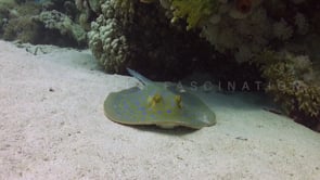 1812_blue spotted ribbontail ray on sand