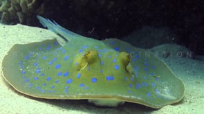 1813_blue spotted ribbontail close up