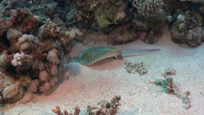 2267_Blue spotted ribbontail ray and cleaner fish