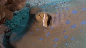 2268_blue spotted ribbontail ray close up