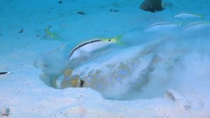 2270_Blue spotted ribbontail ray digging hole close up