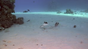 2271_Blue spotted ribbontail ray digging hole in sand