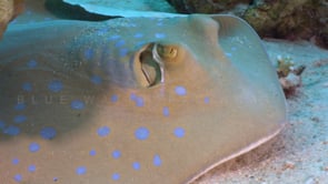 2274_Blue spotted ribbontail ray moving in front of camera