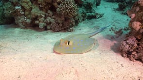 2276_Blue spotted ribbontail ray on sand