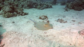2277_Blue spotted ribbontail ray lying on sand