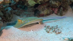 2278_Blue spotted ribbontail ray standing on fin close up