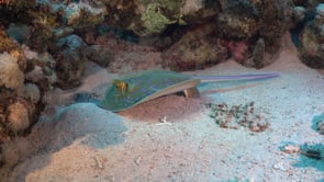 2279_Blue spotted ribbontail ray standing on fin