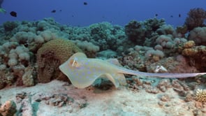 2280_Blue spotted ribbontail ray swimming over coral reef