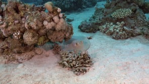 2275_Blue spotted ribbontail ray on coral reef