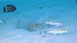 2272_Blue spotted ribbontail ray digging hole