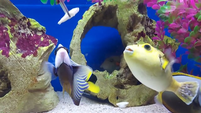 Gold Dogface Pufferfish WYSIWYG 2 video