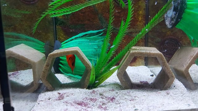 Flame Angelfish WYSIWYG 10 video