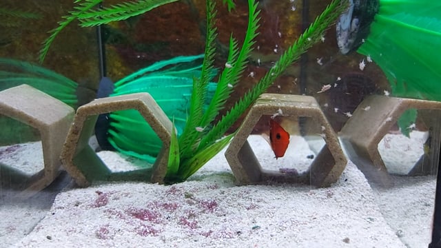 Flame Angelfish WYSIWYG 10 video