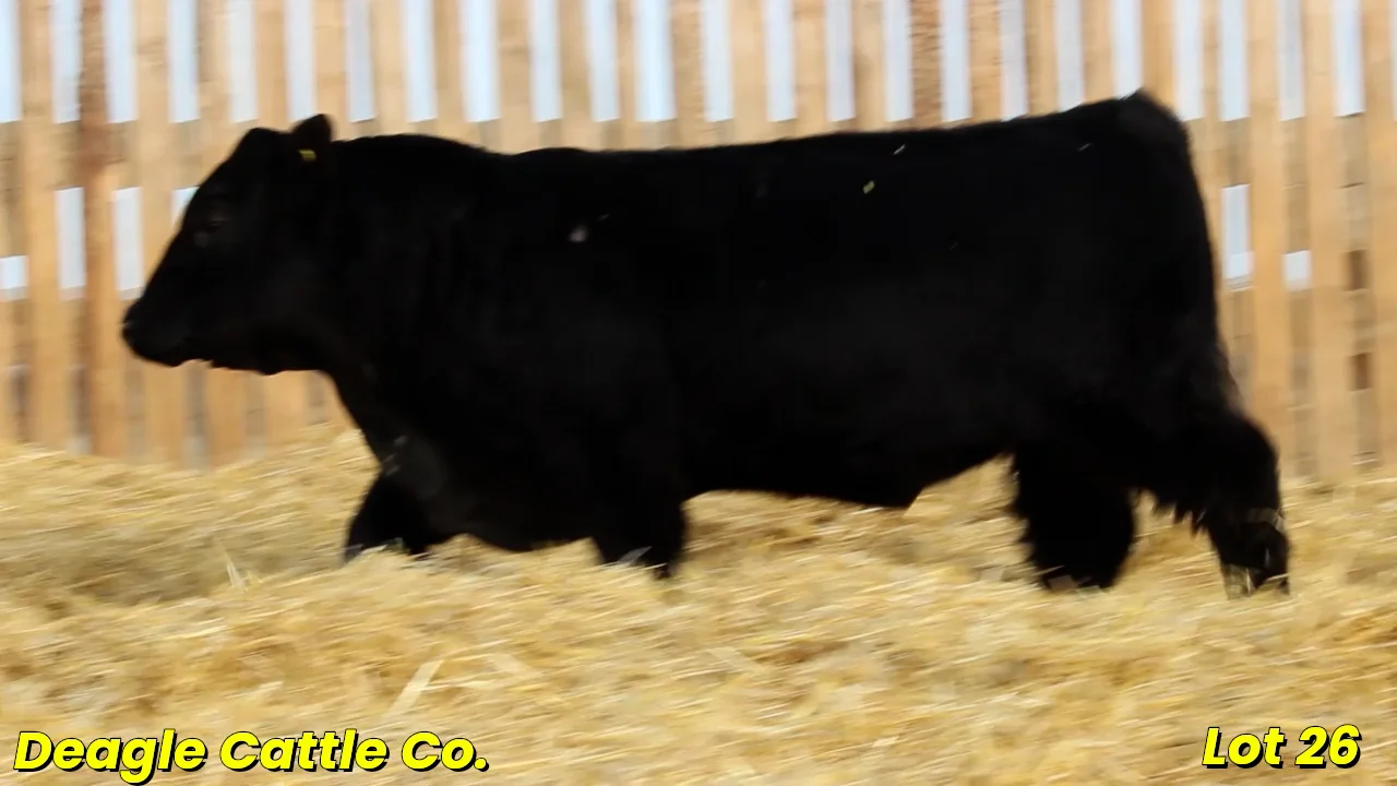 Lot 26.mp4