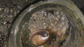 0191_Coconut octopus in jar close up
