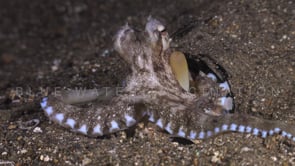 0227_Coconut octopus