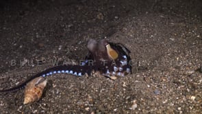 0228_Coconut Octopus catching shell