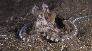 0229_Coconut octopus feeding