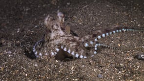 0746_Coconut octopus feeding