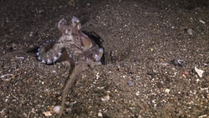0747_Coconut octopus searching food and feeding