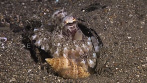 0845_Coconut Octopus close up shell