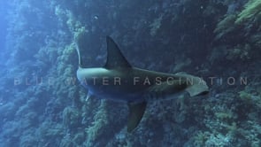 2189_Hammerhead super slow motion